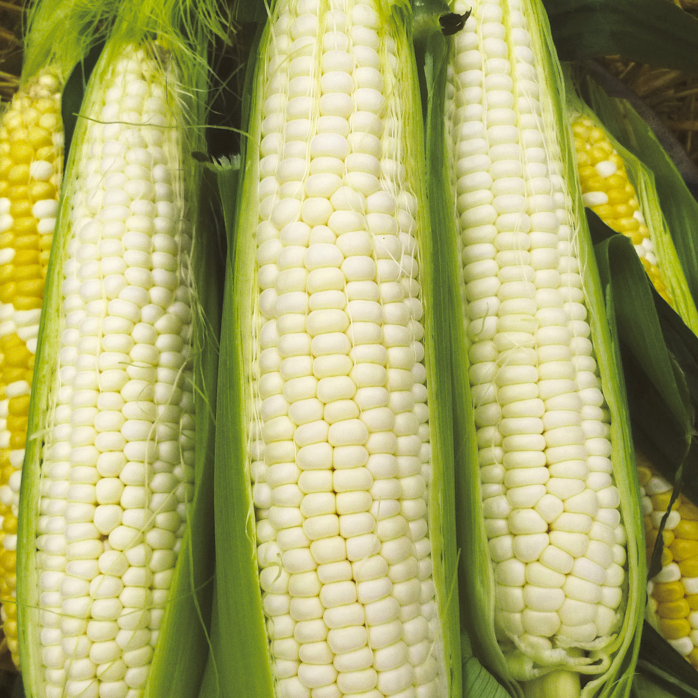 Silver Queen Corn Seeds - Non-GMO, Sweet White Kernels, 90 Days to Maturity, Zea mays, Late-Season, High-Yielding, USDA Zones 2-10