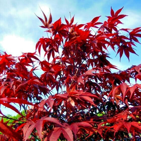 Dwarf Japanese Red Linear-Leaf Maple Seeds | Acer Scolopendrifolium | Bonsai & Patio Tree | Ornamental Maple Seeds