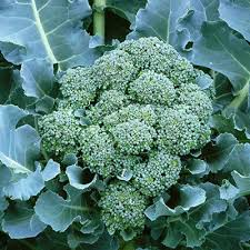 Broccoli Di Cicco Seeds 1g Heirloom Italian Variety for Garden & Container, Early Maturing Tender Florets, High Yield, Brassica oleracea