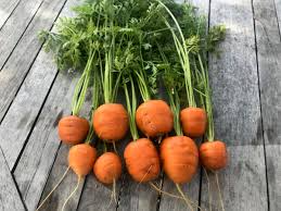 Heirloom Carrot Seeds 1000+ Tonda di Parigi Round Baby Carrots for Container Gardening, Gourmet Cooking, Fast-Growing
