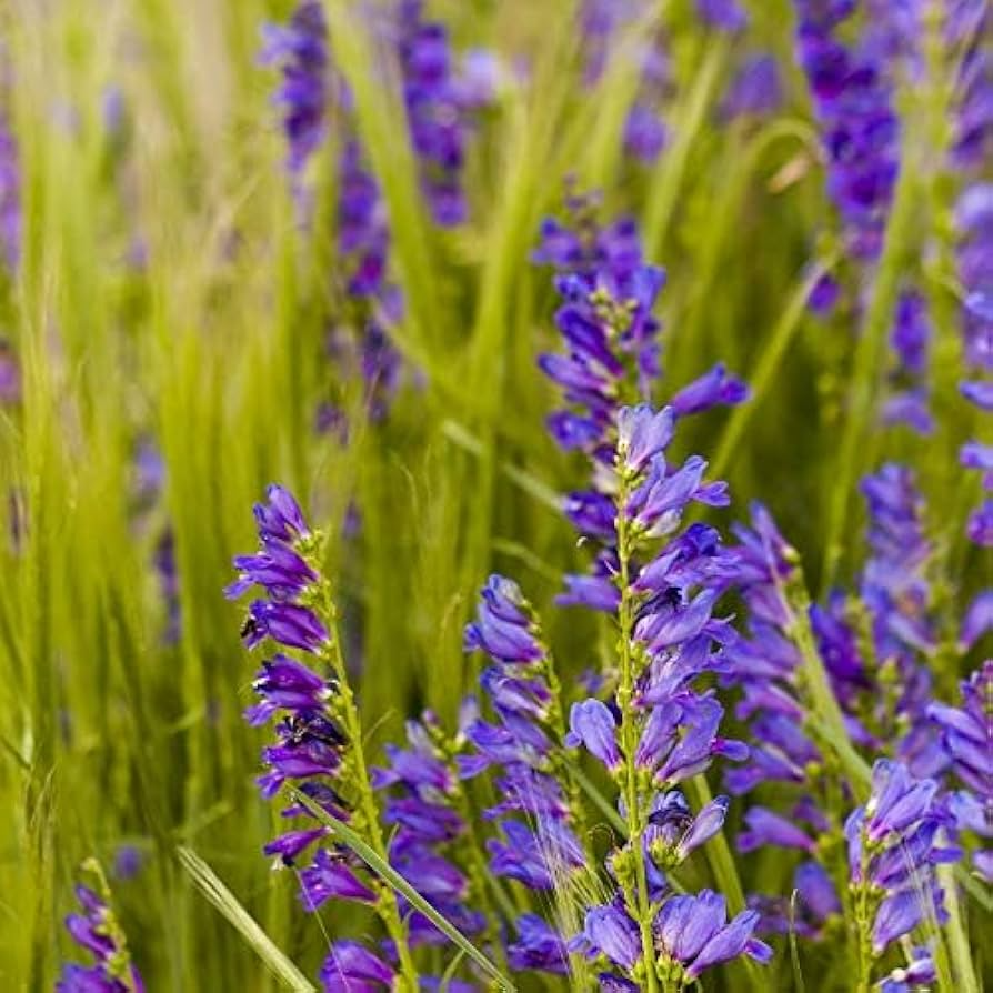 50 Seeds Penstemon Acuminatus Sand-Dune Beardtongue Native Perennial Wildflower Drought Tolerant Pollinator Friendly