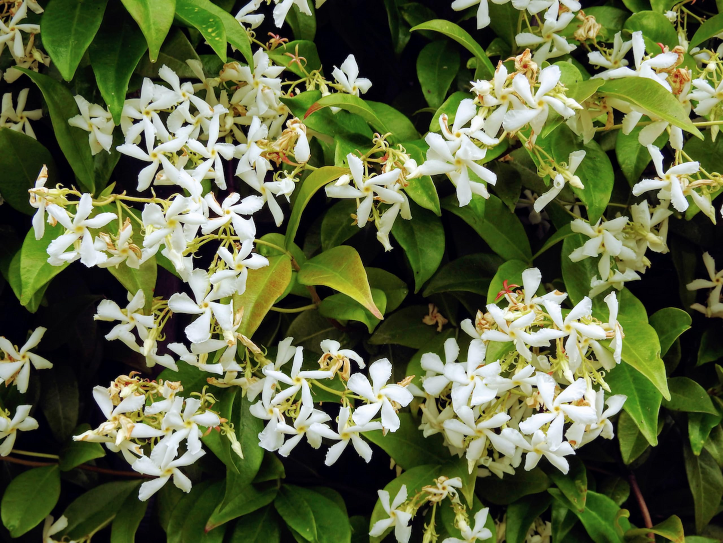 Night Blooming Jasmine Plant - 6-10 Inches Potted Cestrum Nocturnum with Fragrant Night Flowers for Gardens & Patios