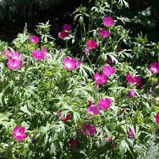 Callirhoe involucrata Seeds – Native Purple Poppy Mallow Ground Cover with Magenta Blooms for Pollinator Gardens