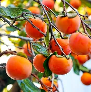 Unrooted Fuyu Persimmon Tree Cuttings – 6-8 Inches for Grafting, Diospyros kaki, Fruit Tree Propagation