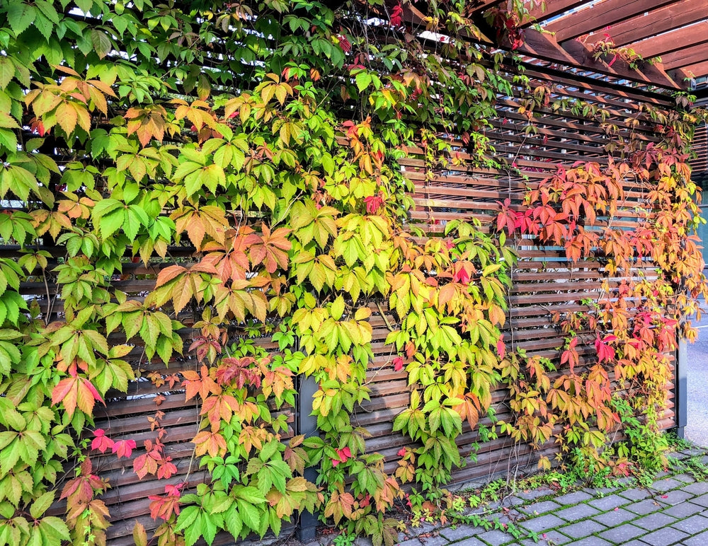 Virginia Creeper Vines Bare Root Climbing Plants, Parthenocissus quinquefolia, Fast-Growing Green Wall Fences Trellises