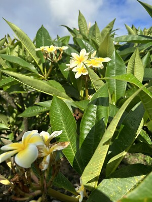 Yellow Plumeria Starter Cutting – 10" Unrooted Frangipani Tropical Flowering Plant, Hawaii Grown, Indoor & Outdoor, Pet Safe