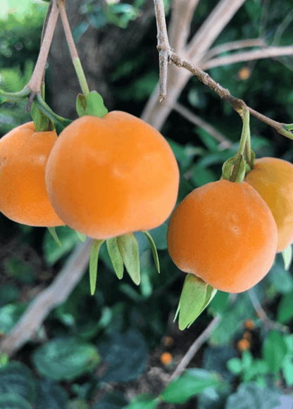 Eugenia Luschnathiana Pitomba Starter Plant in Pot – Tropical Fruit Tree with Aromatic Apricot-Like Fruit