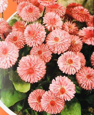 Peach English Daisy Seeds – 200+ Soft Peach-Pink Blooms – Low-Growing Perennial Flower for Borders, Containers, Pollinator Gardens – Bellis perennis