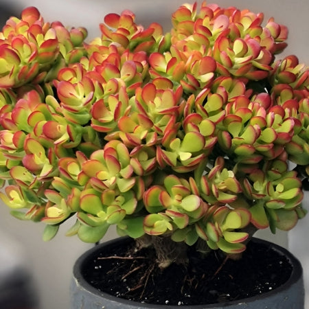 Bare Root Succulent Plant 8" Crassula Ovata ‘Crosby’s Compact’ Dwarf Jade Indoor/Outdoor Houseplant