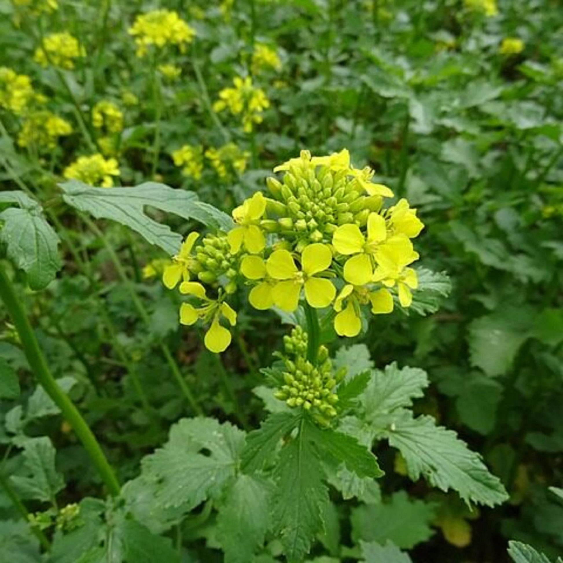 Black Mustard Seeds - Heirloom Brassica nigra, Culinary & Medicinal Spice, Non-GMO, Organic Gardening, Pollinator-Friendly