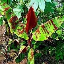 Red Tiger Darjeeling Banana Seeds – Musa sikkimensis, Cold Hardy Zone 5, Exotic Tropical Look, Rare Himalayan Banana Seeds