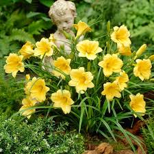 5 Stella D'Oro Daylily Bare Root Plants – Mini Border Lily, Cold Hardy Perennial, Bright Gold Flowers, Reblooming, Hemerocallis 'Stella D'Oro'