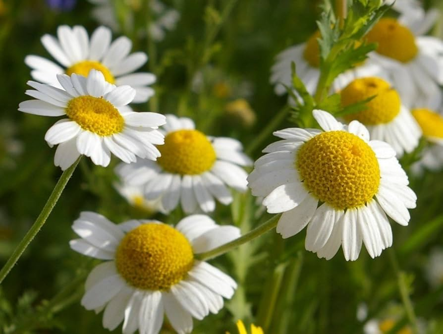 German Chamomile Seeds - Heirloom, Non-GMO, Daisy-Like Flowers, Tea Herb, Matricaria recutita, USDA Zones 3-9
