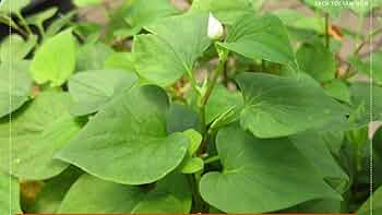Live Fish Mint Plants, Houttuynia cordata, Bare Root, Perennial Ground Cover, Edible Herb, Asian Cuisine, Low Maintenance