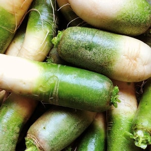 500+ Green Meat Radish Seeds – Heirloom Daikon Variety with Crisp, Mild Flavor