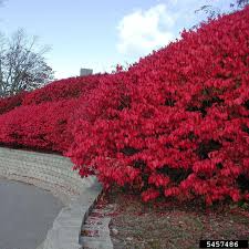 Live Burning Bush Plant, Euonymus Alatus, 1-2 Year Old Shrub, Vibrant Fall Color, Hardy Landscaping Plant