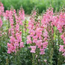 Candy Tops Pink Snapdragon Seeds (Antirrhinum majus) | 1000+ Seeds | Compact Dwarf Pink Flowers for Garden & Containers