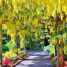 Golden Chain Tree Seeds, Laburnum anagyroides, Wisteria-Like Golden-Yellow Flowers, Fast-Growing Ornamental Tree, USDA Zones 5-7