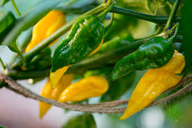 5 Seeds Fatalii Pepper Seeds – Capsicum chinense, Fiery Yellow Chili for Hot Sauces & Salsas