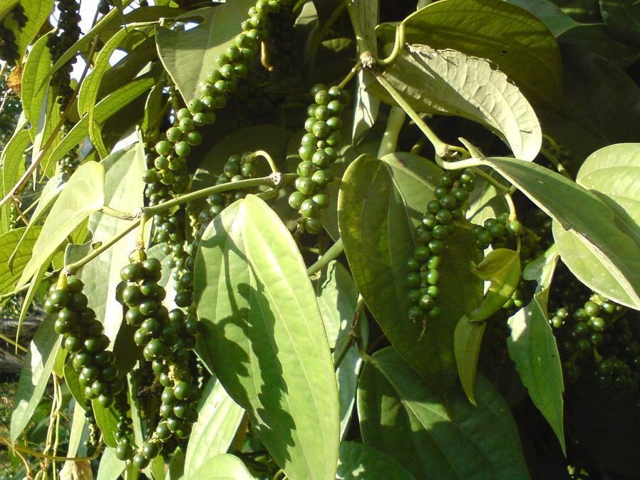Black Pepper Plant Starter - Piper nigrum Vine for Indoor & Outdoor Growing, Spice Garden, Climbing Vine, USA Seller