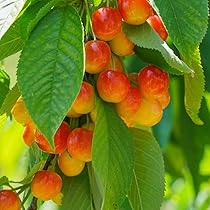 Royal Ann Cherry Tree Scion Cuttings – 3 Fresh Grafting Cuttings for Cold-Hardy, Sweet Yellow-Red Cherries, Container-Friendly, Prunus avium