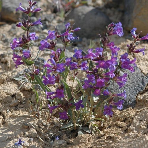 100mg Penstemon wilcoxii Seeds - Wilcox's Perennial Wildflower for Pollinator Gardens, Drought-Tolerant, Native Plant
