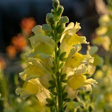 Antirrhinum majus Liberty Yellow Snapdragon Seeds – Bright Yellow Blooms for Garden & Cut Flowers, Tall Upright Stems