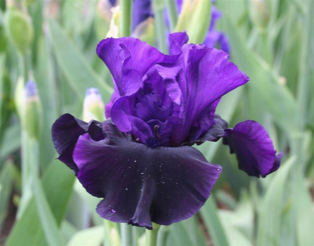 Bearded Iris Starter Plant - Purple & Black Ruffled Blooms, Deer-Resistant, USDA Zones 4-9, Spring Flowering, Award-Winning, Full Sun