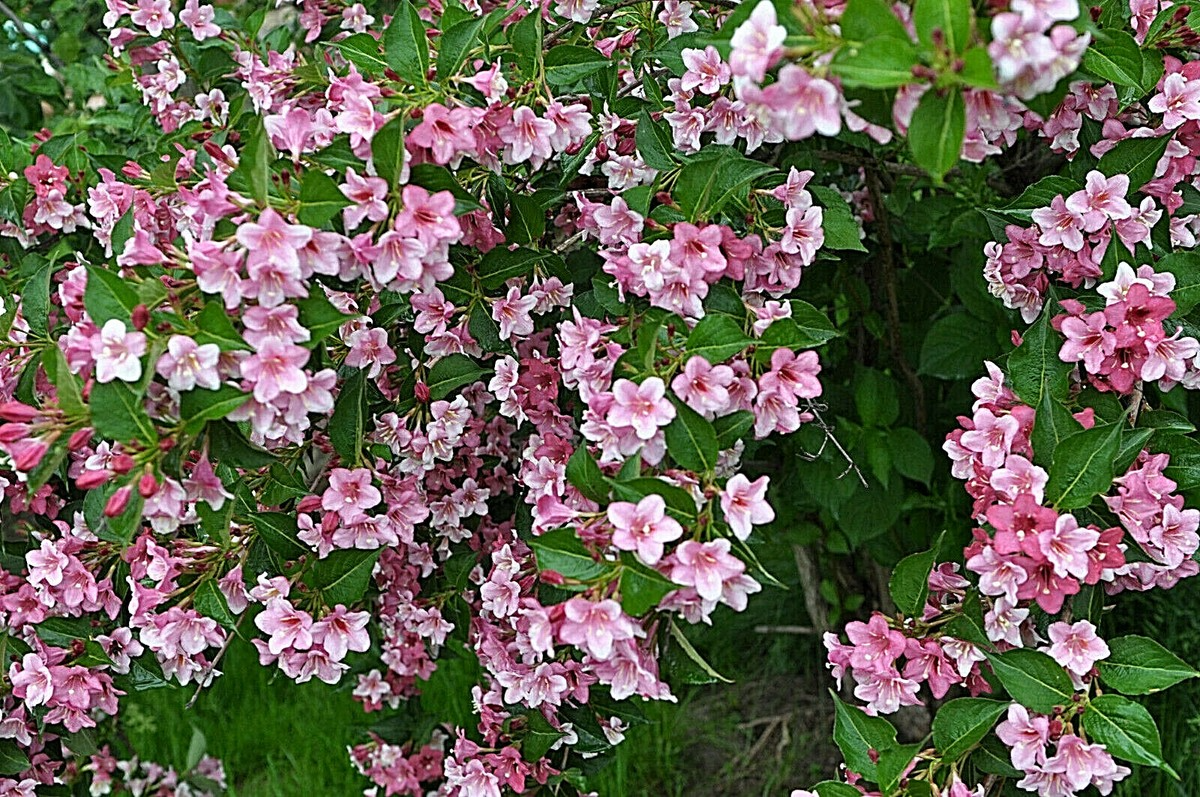 100 Weigela Florida Bush Seeds - Pink & White Flowers, Hardy Perennial Shrub, Pollinator-Friendly Garden Plant, Landscape, Hedgerow
