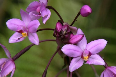 Purple Lavender Ground Orchid Live Plant in 4" Pot | Spathoglottis plicata Tropical Perennial Orchid