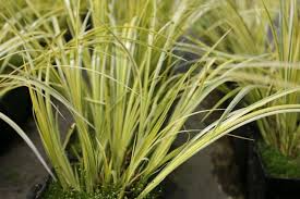 Golden Variegated Sweet Flag Grass - Acorus Gramineus 'Ogon' Potted Aquatic Pond Plant with Bright Yellow Foliage
