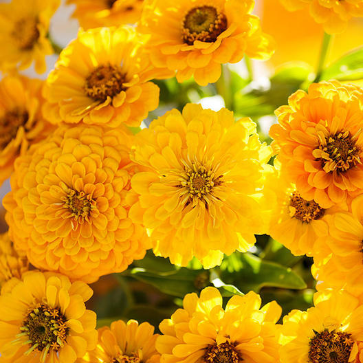 Zinnia Lemon Meringue Mix Seeds – Bright Yellow, Pollinator & Butterfly Attracting, Non-GMO, Easy to Grow Annual Garden Plants