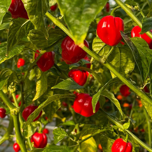 Red Habanero Pepper Seeds, Capsicum chinense, Fiery Hot Heirloom Chili, 20 Seeds for Hot Sauces & Salsas