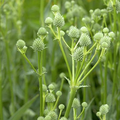 Rattlesnake Master Seeds – Eryngium yuccifolium – Native Prairie Perennial with Spiky Silvery Flowers, Drought-Tolerant Plant