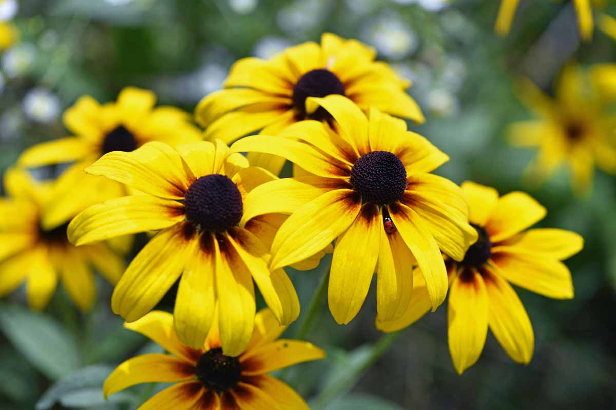Black-eyed Susan Seeds 400 Rudbeckia hirta Wildflower for Garden Landscaping Perennial Drought Tolerant