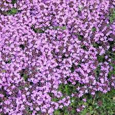 5000 Creeping Thyme Seeds | Perennial Herb & Purple Groundcover | Thymus Serpyllum for Gardens, Lawns & Landscaping