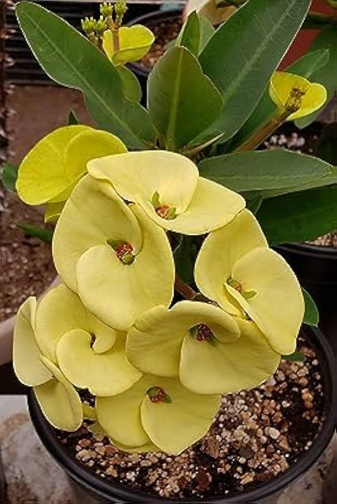 Euphorbia Milii Yellow Crown of Thorns Bare-Rooted Live Plant 5-7" Drought-Tolerant Indoor Outdoor