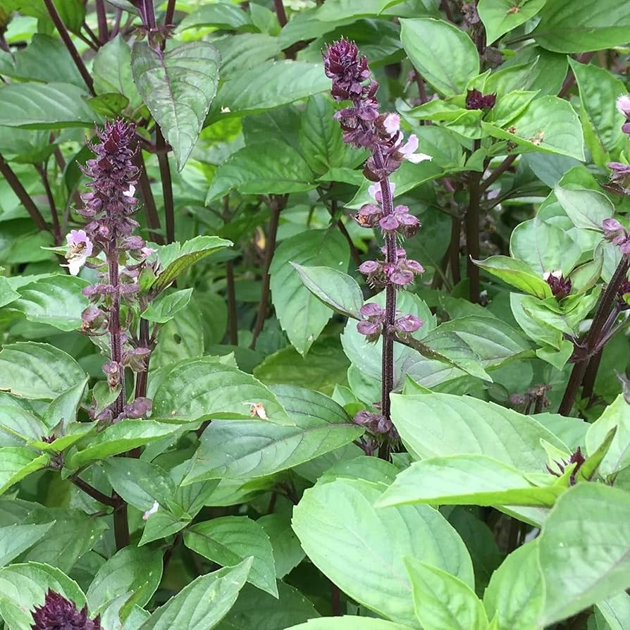 Cinnamon Basil Seeds | Heirloom Non-GMO Culinary Herb | Fast Growing Ocimum basilicum