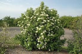 Nannyberry Viburnum Bush Bare Root Plant 12-14" | Viburnum lentago | Deciduous Shrub for Landscaping & Wildlife