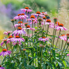 400 Seeds Purple Coneflower Echinacea purpurea Perennial Pollinator Flower for Gardens