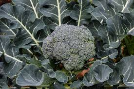 Broccoli Waltham Seeds – 1g Heirloom Cold Hardy High Yield Tender Florets for Garden & Container Planting