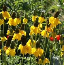 100mg Prairie Coneflower Seeds - Ratibida columnifera, Vibrant Wildflower for Pollinator Gardens, Drought-Tolerant Native Perennial