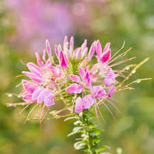 200 Seeds Cleome Cherry Queen - Vibrant Pink Flowers, Attracts Bees & Butterflies, Non-GMO, Cleome hassleriana, Garden Seeds