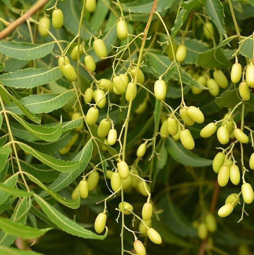 Rare Neem Tree Seeds - Azadirachta indica, USDA Zones 10-12, Full Sun, Well-Drained Soil, 10 Seeds Pack