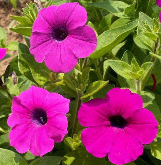 Petunia Seeds 2000 SHANIN Wild Hot Pink Garden Annual Container Flowers Petunia x hybrida