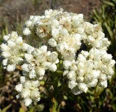 Sweet Everlasting Flower Seeds 30mg, Dried Flower Favorite, Perennial Wildflower, Pseudognaphalium spp.