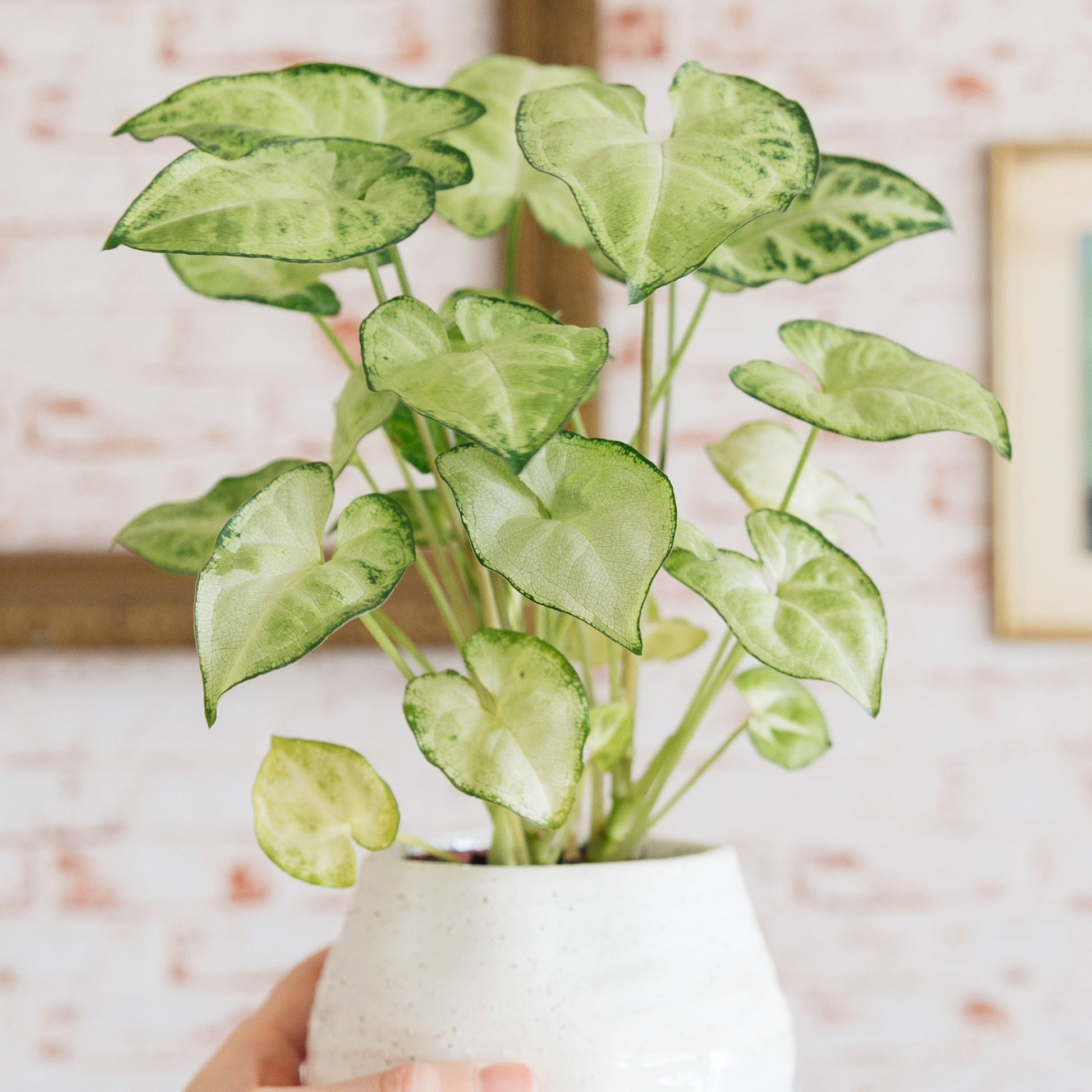 Syngonium Podophyllum ‘White Butterfly’ Unrooted Cutting – 7-Inch Variegated Arrowhead Plant for Indoor Decor & Terrariums