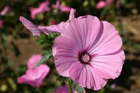 Dwarf Rose Mallow Seeds – 250mg, Colorful Perennial, Compact Hibiscus Mix, Pollinator Friendly Garden Flower, Hibiscus moscheutos