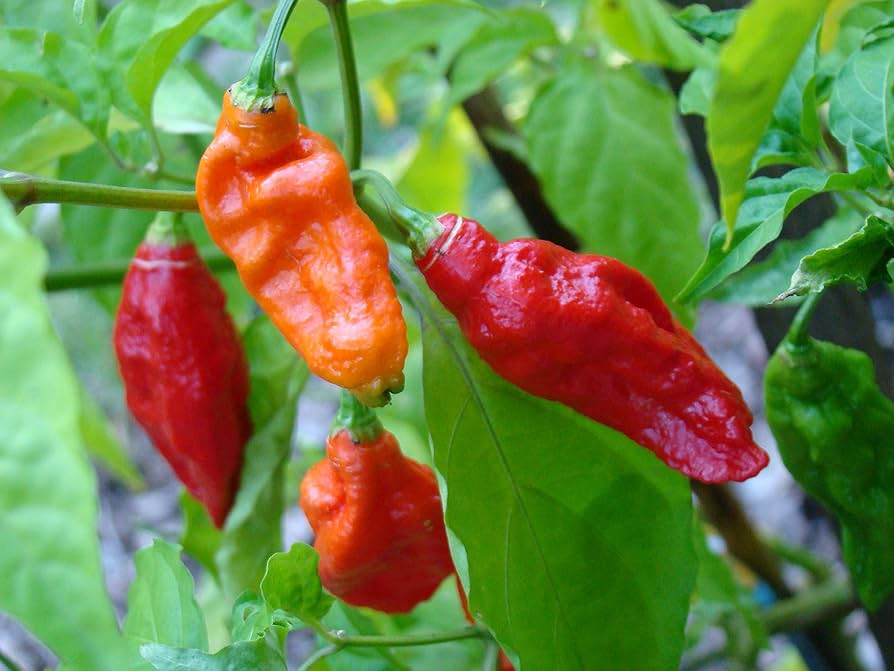 Ghost Pepper Seeds, Bhut Jolokia, Fiery Hot Chili Pepper for Spicy Gardens, Capsicum chinense