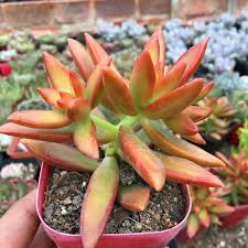 Bare Root Succulent Plants – Sedum adolphi ‘Firestorm’ with Red-Orange Edged Foliage, Easy Care, Trailing Habit